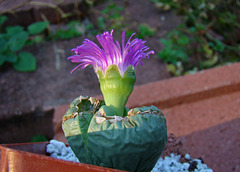 Argyoderma Flower