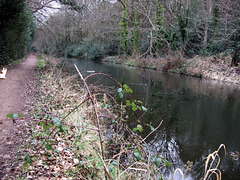 Cat-Ice - Basingstoke Canal February 2013