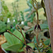 Ceropegia africana ssp barkleyi flowers