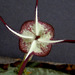 Ceropegia stapiliformis atypical flower - macro view