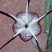 Ceropegia stapiliformis flower macro