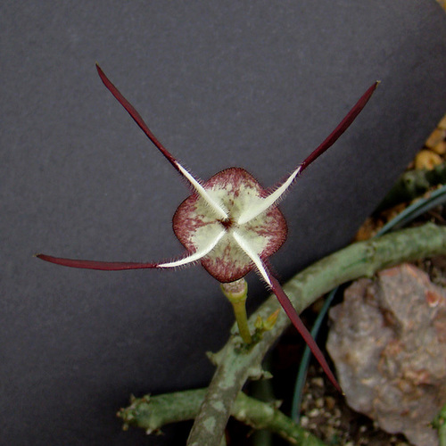 Ipernity: Ceropegia Stapiliformis Atypical Flower - Top View - By Ceropegia