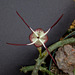 Ceropegia stapiliformis atypical flower - top view