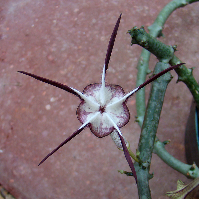 Ceropegia stapiliformis flower - top view