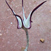 Ceropegia stapliformis atypical flower - side view