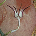 Ceropegia stapiliformis flower - side view