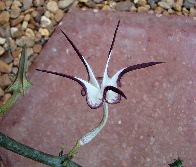 Ceropegia stapiliformis flower 1