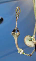 Ceropegia africana ssp barklii