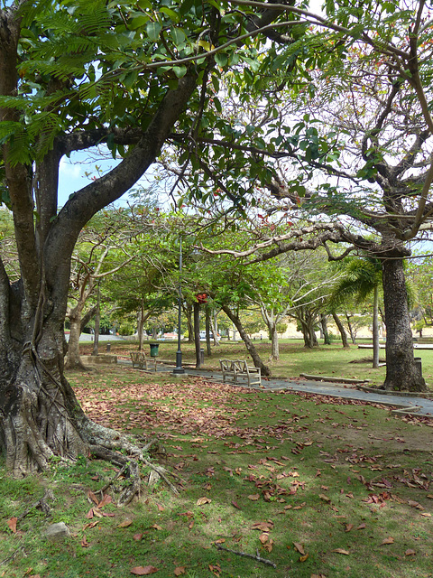 Parque Luis Muñoz Rivera (1) - 7 March 2014