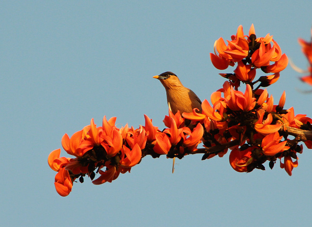 Brahminy starling on Flame of the Forest