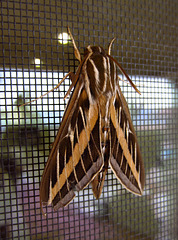 Moth Resting At Bella Monte (1987