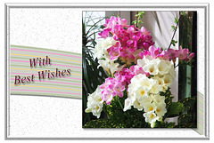 Freesias - pink & white - with best wishes -  3.4.2014 - landscape view
