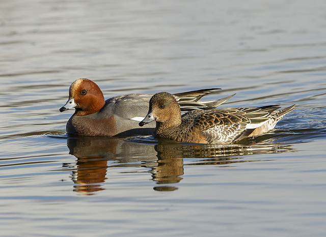 mr and mrs wigeon