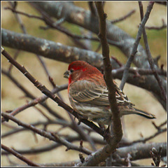House Finch, Behind a Branch