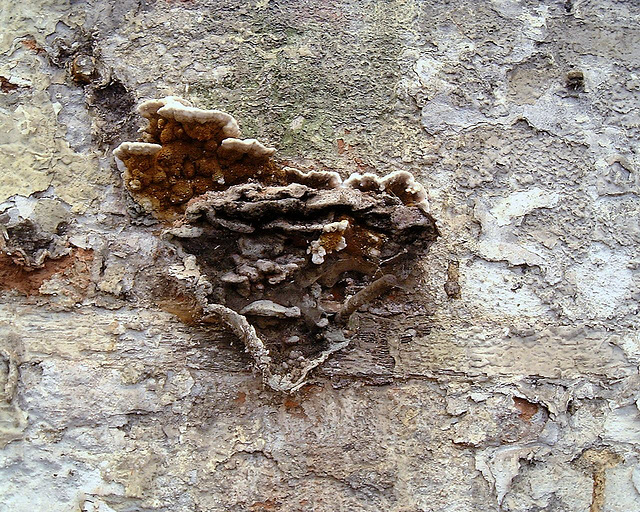 Fruiting dry rot in brickwork