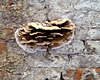 Fruiting dry rot
