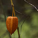 Lampionblume - Chinese Lantern (Physalis alkekengi)