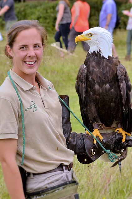 Hawk Conservancy Bald Eagle