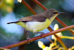 Purple-rumped sunbird- female