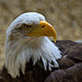 Bald Eagle 2