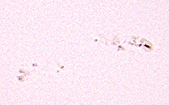 Active sunspot region 1785/87/88