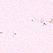 Active sunspot region 1785/87/88