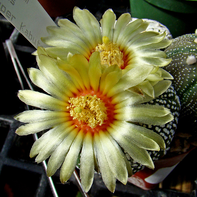 Astrophytum Super Kaboda flower