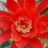Matucana madisoniorum flower