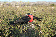 Great Frigate Bird