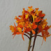 20100124-0254 Epidendrum radicans Pav. ex Lindl.