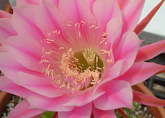 Echinocereus flower
