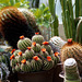 Cactus flowers - Huntington Botanical Gardens