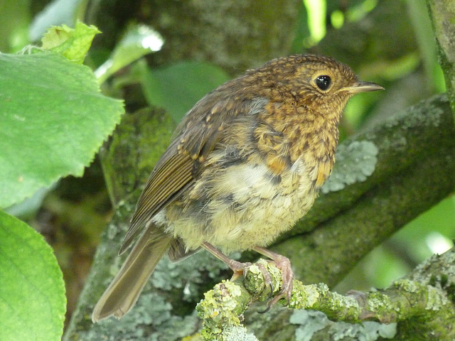 A young robin