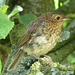A young robin