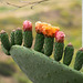 Opuntia buds