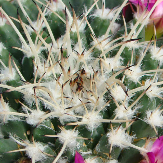 Mammillaria spines