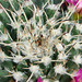 Mammillaria spines