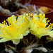 Copiapoa Flower