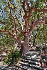 Sydney Red Gum Tree