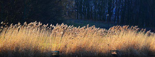 Reeds at the edge of the lake
