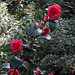 Camellia rouge