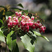 Pieris japonica' Valley Valentine'