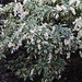 Pieris japonica  variegata