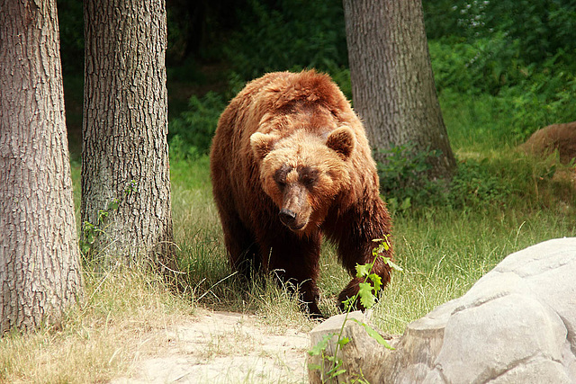 Kamchatka Brown Bear 1