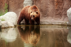 Kamchatka Brown Bear 3