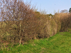 Hawthorn and blackthorn hedge