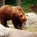 Kamchatka Brown Bear 2