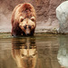 Kamchatka Brown Bear 4