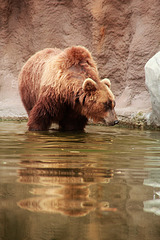 Kamchatka Brown Bear 5