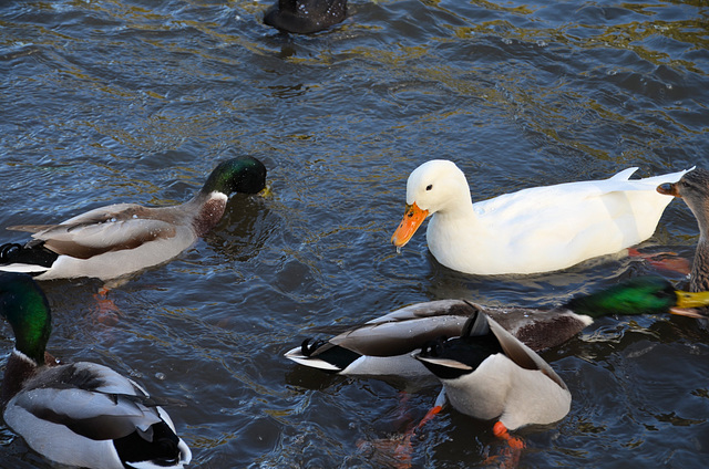 Ducks feeding